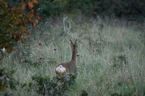 enchanting Roe Deer