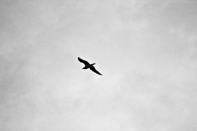 a bird soaring in the sky