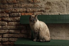 grey cat siting on the bench at dark