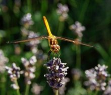 Dragonfly on inflorescence close-up on blurred background