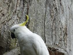 white parrot in the botanical garden in sydney