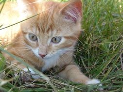 adorable cute Kitten mix breed