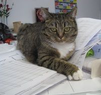 domestic cat on paper