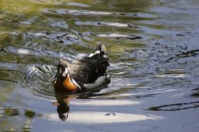 red necked Duck on water