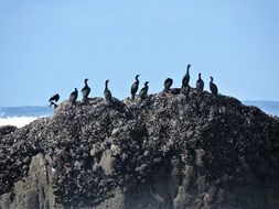 Cormorants Pelagic