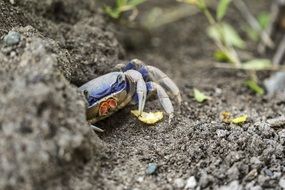 blue crab under the stone close-up on blurred background