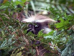 colobus monkey in wildlife