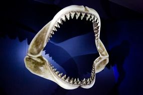 shark jaws skeleton