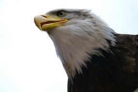 Portrait of Bald Eagle