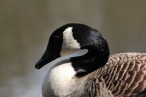 stunningly beautiful Canada Goose