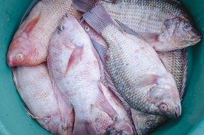 Fresh fishes in a basket