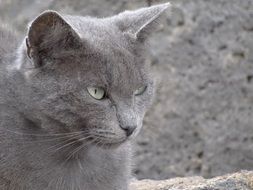 Cat with Persian Look