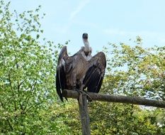 neck with spread wings on a wooden stick