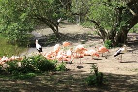flamingos and storks in the park