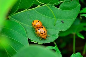 mating ladybirds on green leaf in nature