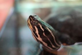 Close-up of the beautiful turtle head in an aquarium