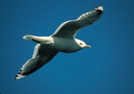 Mew Gull Flying at blue sky