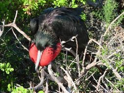 black Frigatebird on galapagos islands