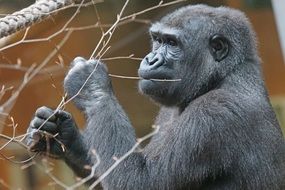 gorilla holding in the paws of a tree branch