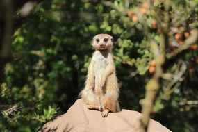 Picture of Meerkat in the zoo