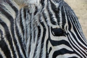 zebra with black eyes close up