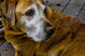 sad dog looking aside