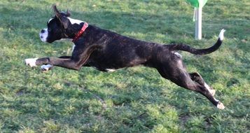 running dog boxer