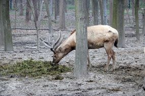 cloven-hoofed animals in wetland park