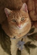 red cat sitting on the bedspread