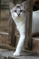 charming White Cute Pet