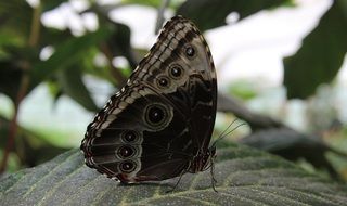 black butterfly in wild