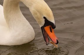 eating swan