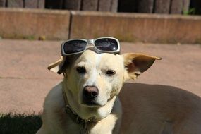 portrait of hunting dog lying with sunglasses on head in Spain
