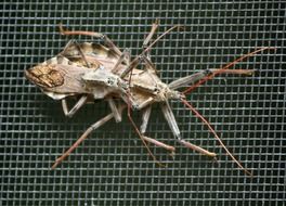 pairing of wheel bugs