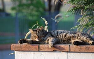 wondrous Snoozing cat