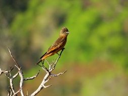 bird on a branch in brazil