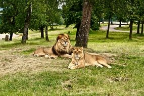 pair of lions in a green park