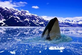 white whale looks out of the water in the arctic