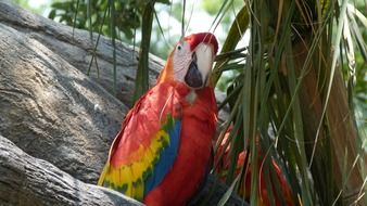 Colorful parrot bird in a wildlife