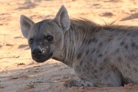 portrait of a hyena in the desert