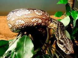 Picture of Snake in a cage