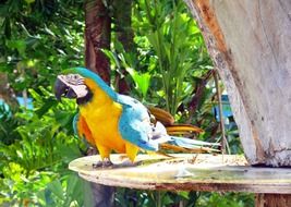 wild Tropical Colorful Parrot