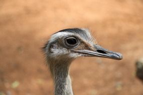 closeup ostrich head in Africa