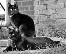 two black cats on a brick wall background