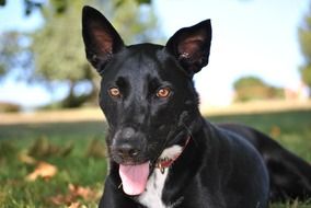 Black dog in nature