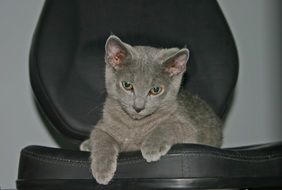 cute kitten on black chair