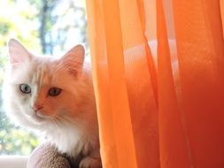 white fluffy cat on the windowsill