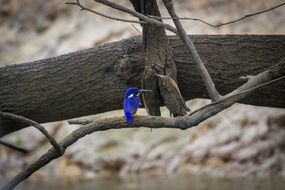 Azure Kingfisher on a branch close-up on a blurred background