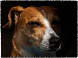 Jack Russell's muzzle in partial shade