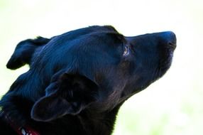 portrait of a cute black dog
